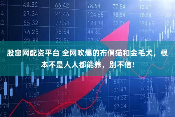 股窜网配资平台 全网吹爆的布偶猫和金毛犬，根本不是人人都能养，别不信!